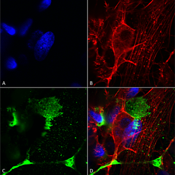 LRP4 Antibody (APC)