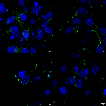 LRP4 Antibody (APC)