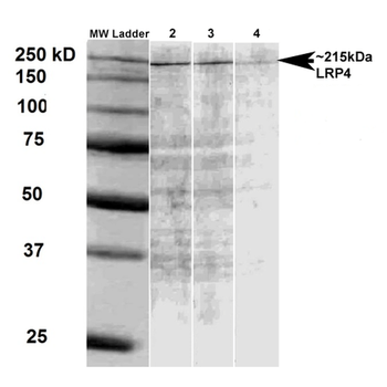 LRP4 Antibody (Biotin)