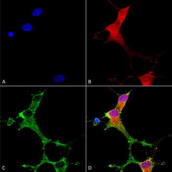 mGluR5 Antibody (Biotin)