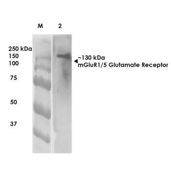 mGluR5 Antibody (HRP)
