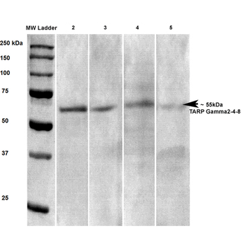 Stargazin Antibody (Biotin)