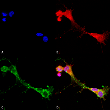 ASIC1 Antibody (FITC)