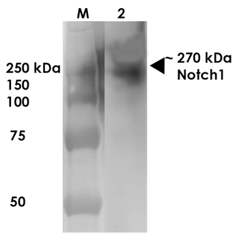 Notch1 Antibody (FITC)