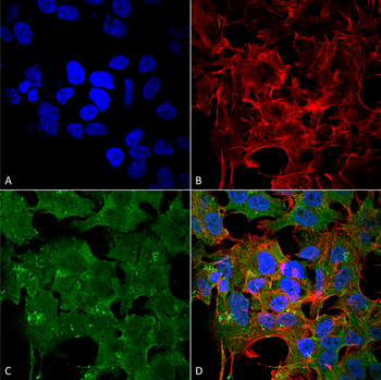 NR2A Antibody (FITC)