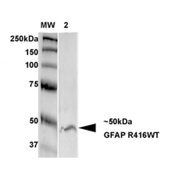 GFAP Antibody (PerCP)