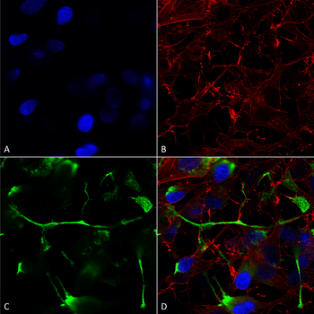ATF4 Antibody (APC)