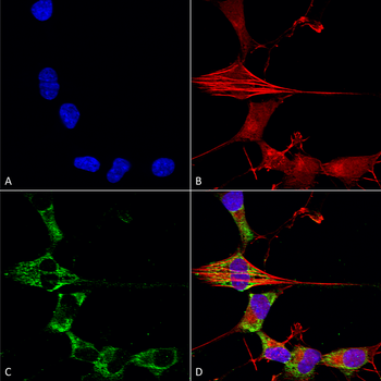 FGF13 Antibody (Biotin)