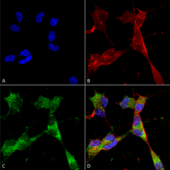 PINK1 Antibody (APC)
