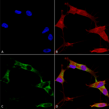 Protocadherin Gamma Antibody (HRP)