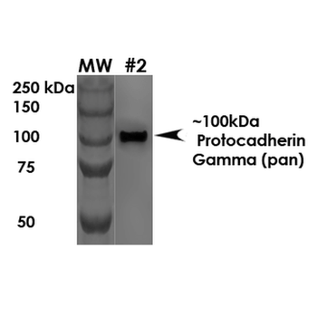 Protocadherin Gamma Antibody (PerCP)
