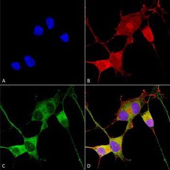 Ataxin 1 Antibody (HRP)