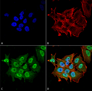 Ataxin 1 Antibody (HRP)