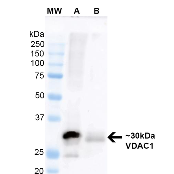 VDAC1 Antibody (FITC)