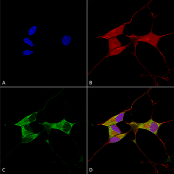 Mitofusin 2 Antibody (HRP)