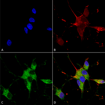 SHANK3 Antibody (APC)