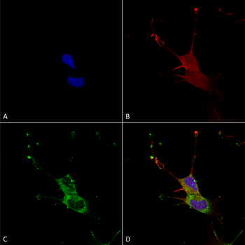 LGI1 Antibody (PerCP)