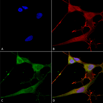 NrCAM Antibody (Biotin)