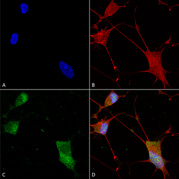 Neuroligin 1 Antibody (FITC)