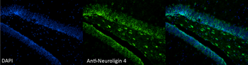 Neuroligin 4 Antibody (PerCP)