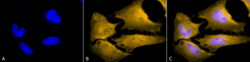 HSF1 Antibody