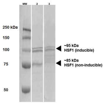 HSF1 Antibody