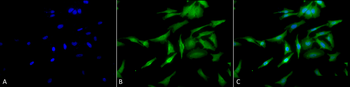 HSF1 Antibody