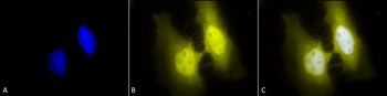 HSF1 Antibody