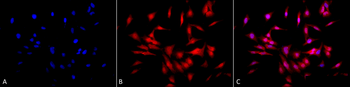 HSF1 Antibody