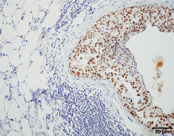 HSF1 Antibody (PerCP)