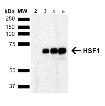HSF1 Antibody (PerCP)