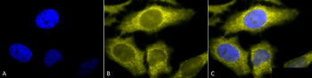 TCP1 alpha Antibody (FITC)