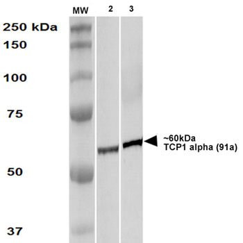 TCP1 alpha Antibody (RPE)