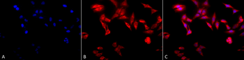 TCP1 alpha Antibody (RPE)