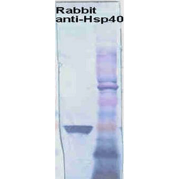 HSP40 Antibody (RPE)