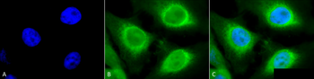 GRP94 Antibody (APC)