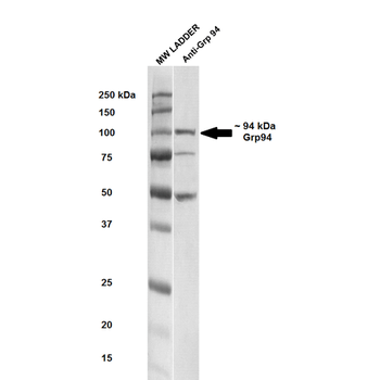GRP94 Antibody (APC)