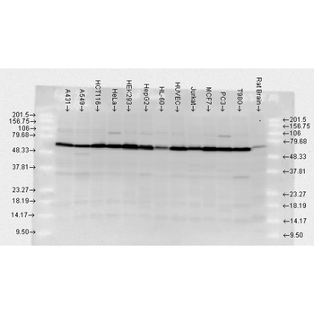 HSP70 Antibody (HRP)