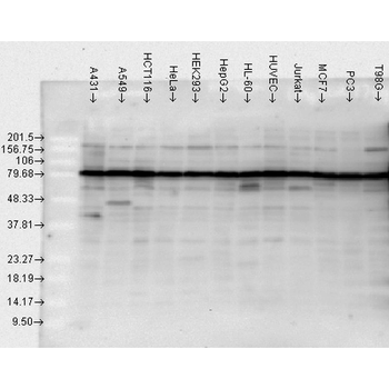 HSP90 Antibody (RPE)