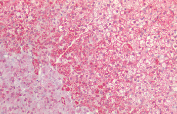 HSP60 Antibody (RPE)