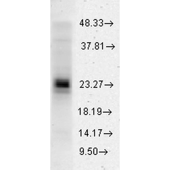 HSP27 Antibody (HRP)