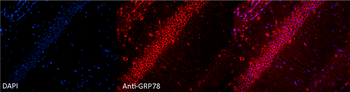 GRP78 Antibody (HRP)