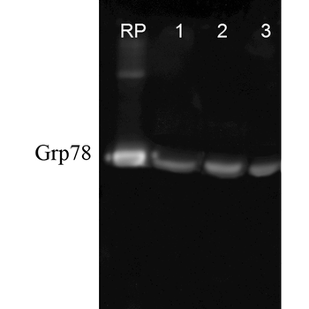 GRP78 Antibody (HRP)