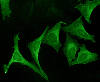 Calnexin-CT Antibody (APC)