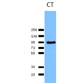 Calnexin-CT Antibody (APC)
