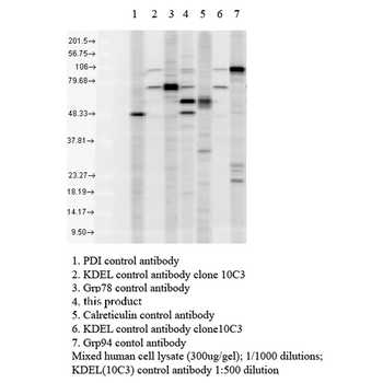 KDEL Antibody (HRP)