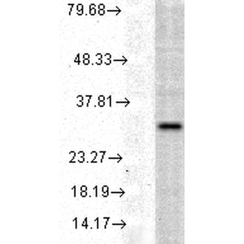HO-1 Antibody (Biotin)