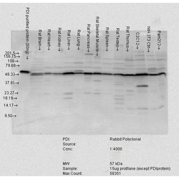 PDI Antibody (RPE)