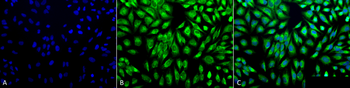 PDI Antibody (RPE)