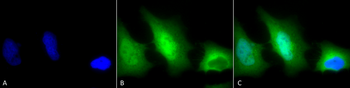 SOD1 (Cu/Zn) Antibody (HRP)